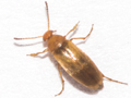 Anaspis maculata